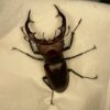 紅鹿深山鍬形蟲 (大型個體) ♂61mm 單公