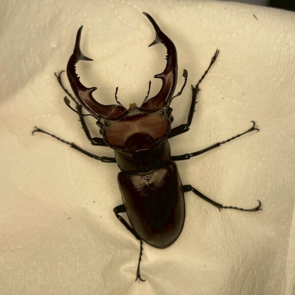紅鹿深山鍬形蟲 (大型個體) ♂61mm 單公