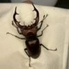紅鹿深山鍬形蟲 (大型個體) ♂61mm 單公