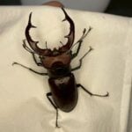 紅鹿深山鍬形蟲 (大型個體) ♂61mm 單公