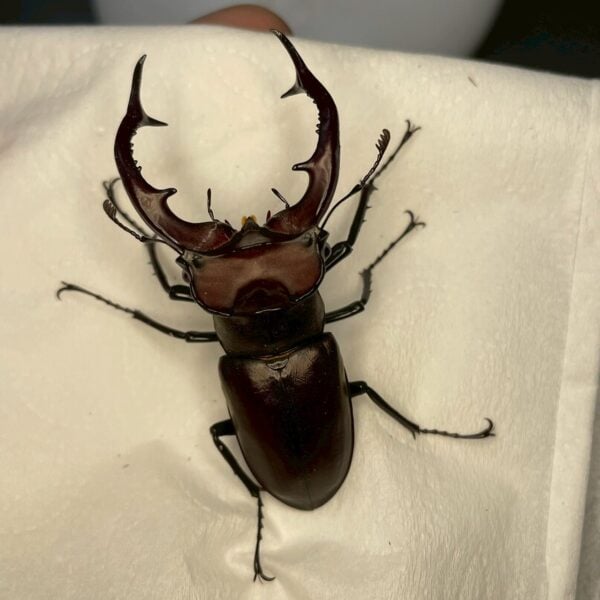 紅鹿深山鍬形蟲 (大型個體) ♂61mm 單公