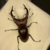 紅鹿深山鍬形蟲 (大型個體) ♂61mm 單公