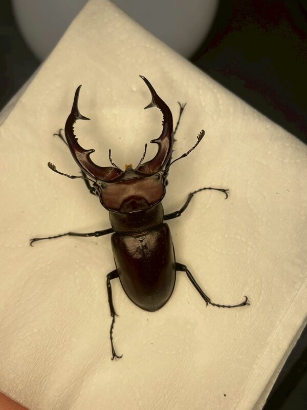 紅鹿深山鍬形蟲 (大型個體) ♂61mm 單公