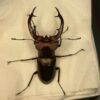 紅鹿深山鍬形蟲 (大型個體) ♂60mm 單公