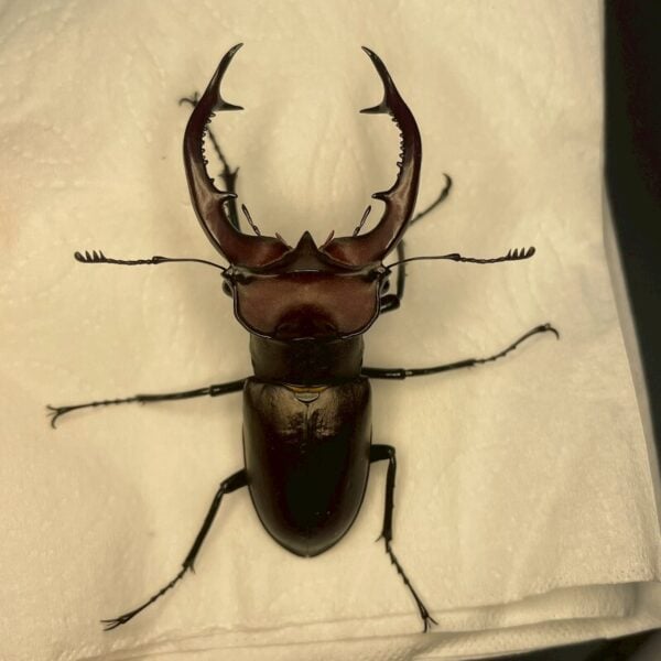 紅鹿深山鍬形蟲 (大型個體) ♂60mm 單公