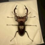 紅鹿深山鍬形蟲 (大型個體) ♂60mm 單公