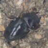巴拉望巨扁鍬形蟲DTP ♂73mm ♀40、42、42mm 一公三母組