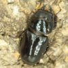 巴拉望巨扁鍬形蟲DTP ♂73mm ♀40、42、42mm 一公三母組