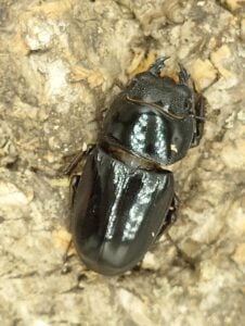 巴拉望巨扁鍬形蟲DTP ♂73mm ♀40、42、42mm 一公三母組