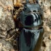 巴拉望巨扁鍬形蟲DTP ♂73mm ♀40、42、42mm 一公三母組
