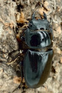 巴拉望巨扁鍬形蟲DTP ♂73mm ♀40、42、42mm 一公三母組