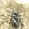 巴拉望巨扁鍬形蟲DTP♀42、46、47  中母組-D