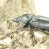 巴拉望巨扁鍬形蟲DTP♀42、46、47  中母組-D