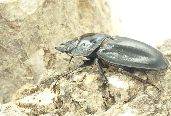巴拉望巨扁鍬形蟲DTP♀42、46、47  中母組-D