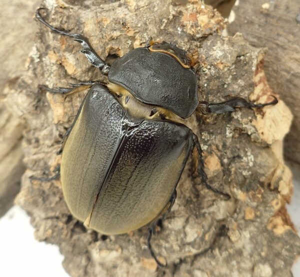 毛象大兜蟲 ME♀56mm 單母