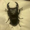 中國大鍬形蟲 ♂54mm 單公