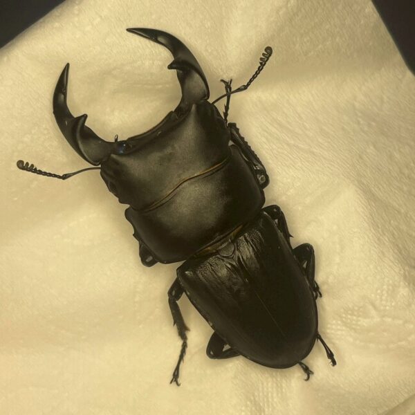 中國大鍬形蟲 ♂58mm 單公