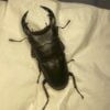 中國大鍬形蟲 ♂60mm 單公
