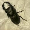 中國大鍬形蟲 ♂63mm 單公