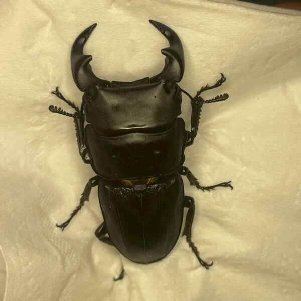 中國大鍬形蟲 ♂54mm 單公