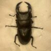 中國大鍬形蟲 ♂56mm 單公