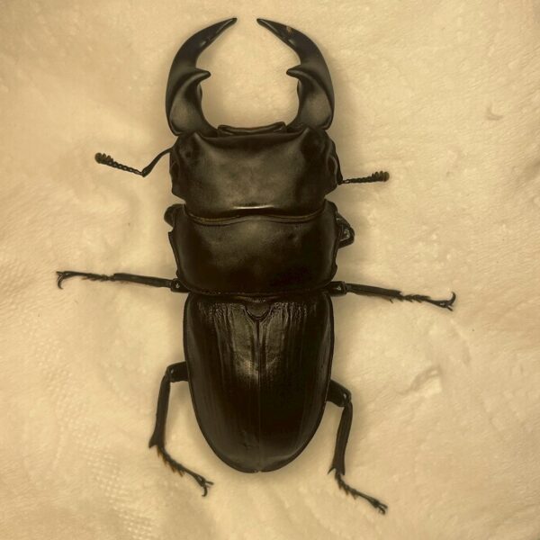 中國大鍬形蟲 ♂56mm 單公