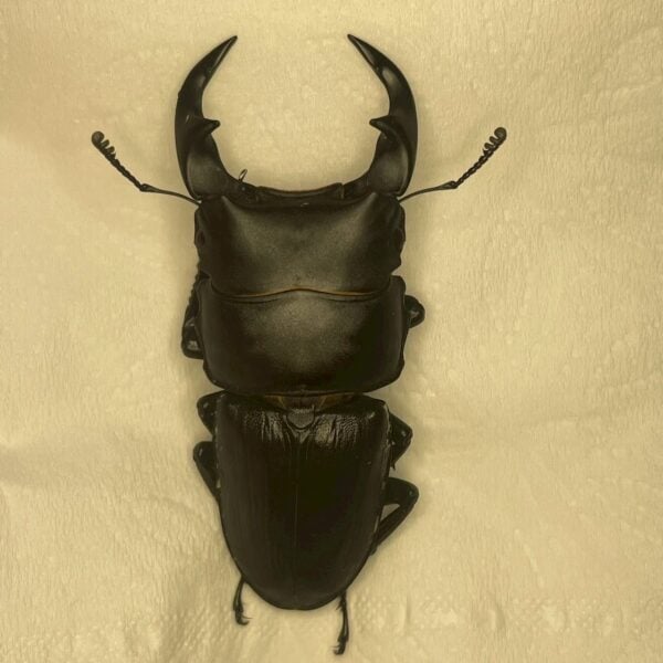 中國大鍬形蟲 ♂58mm 單公