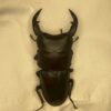 中國大鍬形蟲 ♂60mm 單公