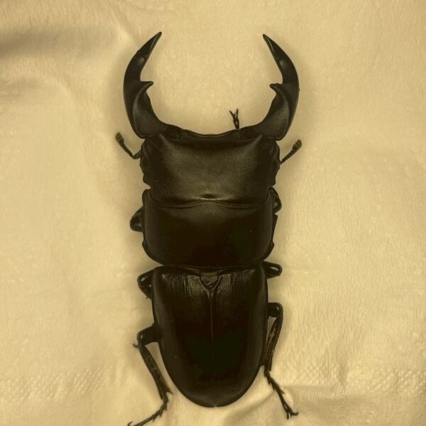 中國大鍬形蟲 ♂60mm 單公