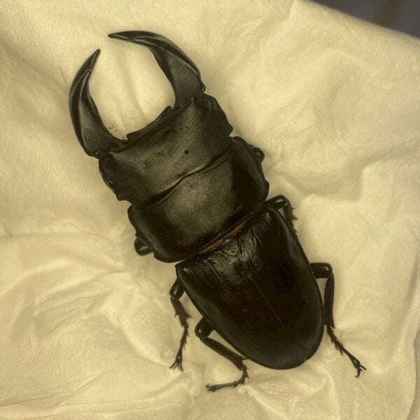 中國大鍬形蟲 ♂63mm 單公