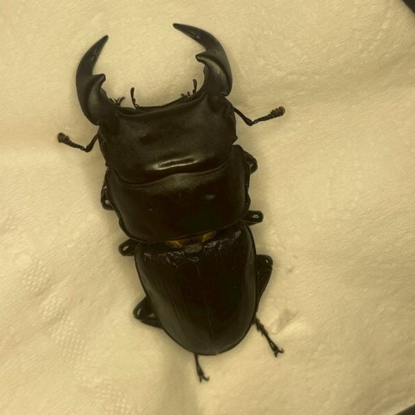 中國大鍬形蟲 ♂54mm 單公