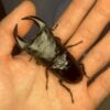 中國大鍬形蟲 (極太血統 KX303 顎幅6.5MM) ♂70mm 成對