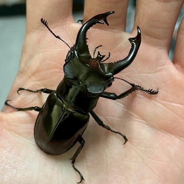 朗氏深山鍬形蟲 (大型個體) ♂61mm 單公