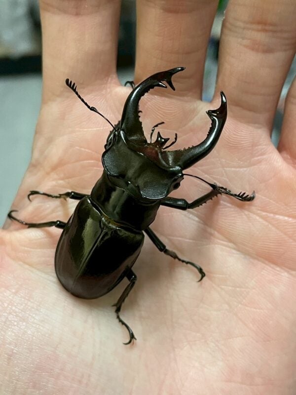 朗氏深山鍬形蟲 (大型個體) ♂61mm 單公