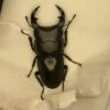 中國大鍬形蟲 ♂54mm 單公