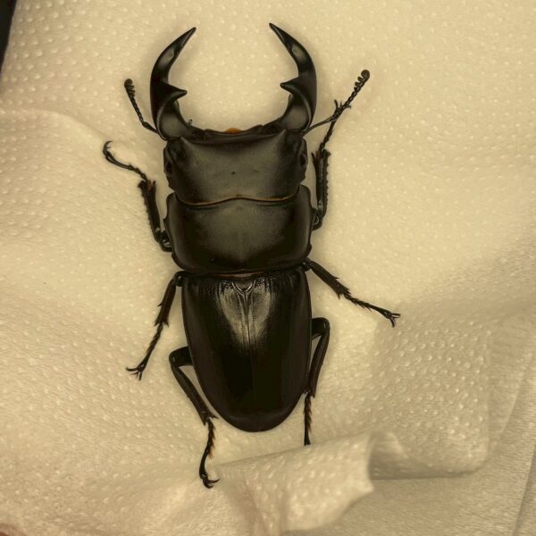 中國大鍬形蟲 ♂54mm 單公