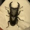 中國大鍬形蟲 ♂55mm 單公
