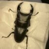 中國大鍬形蟲 ♂57mm 單公