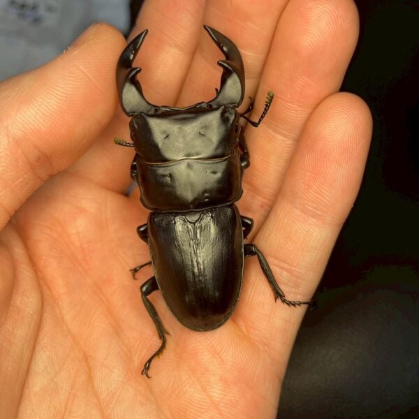 中國大鍬形蟲 (KX303 極太血統) ♂61mm 單公