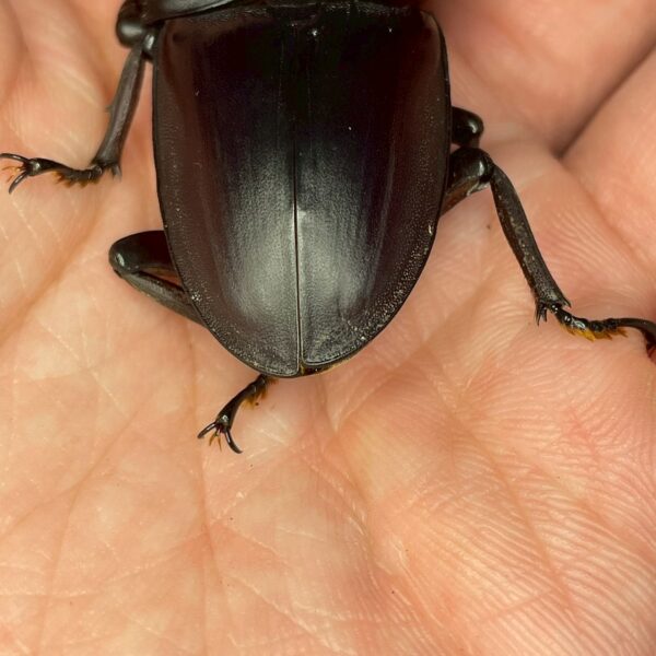 中國大鍬形蟲 ♂63mm 單公