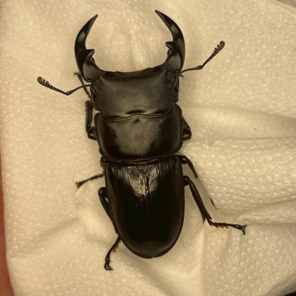 中國大鍬形蟲 ♂53mm 單公
