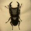 中國大鍬形蟲 ♂54mm 單公