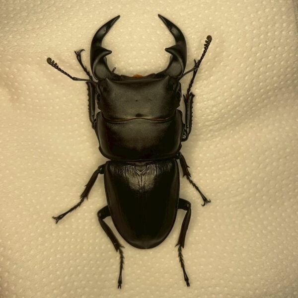 中國大鍬形蟲 ♂54mm 單公