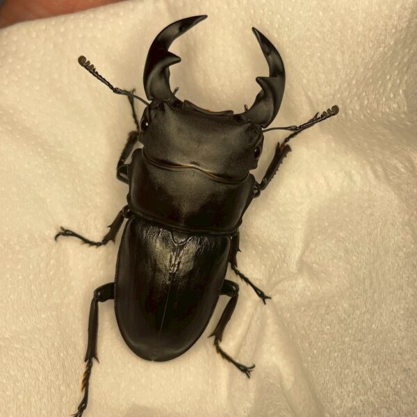 中國大鍬形蟲 ♂55mm 單公