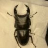 中國大鍬形蟲 ♂57mm 單公