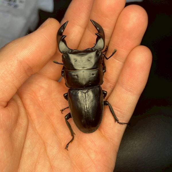 中國大鍬形蟲 (KX303 極太血統) ♂61mm 單公