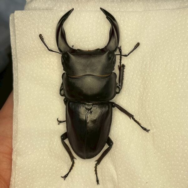 中國大鍬形蟲 ♂63mm 單公