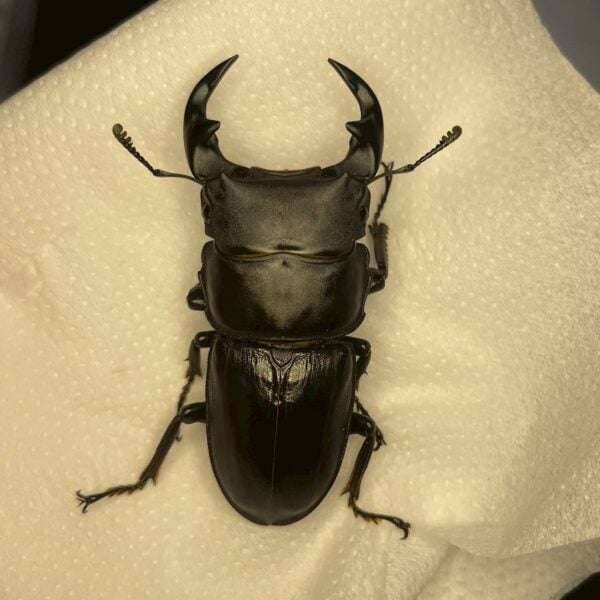 中國大鍬形蟲 ♂53mm 單公