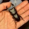 中國大鍬形蟲 (KX303 極太血統) ♂61mm 單公