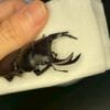 中國大鍬形蟲 ♂63mm 單公